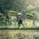 Bilder von verbotenen Lebensmitteln nach Thailand einführen
